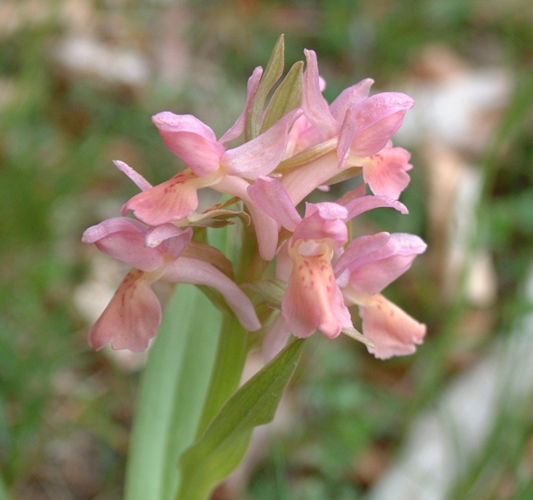 Dactylorhiza sambucina / Orchide sambucina